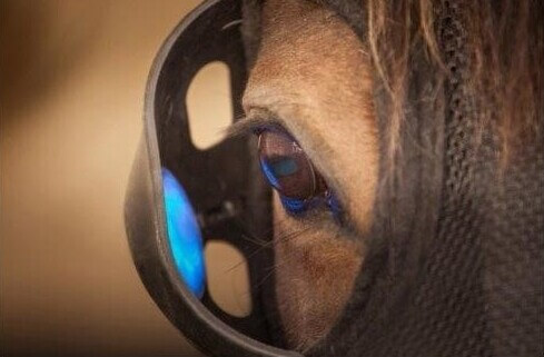 Mare Under Lights