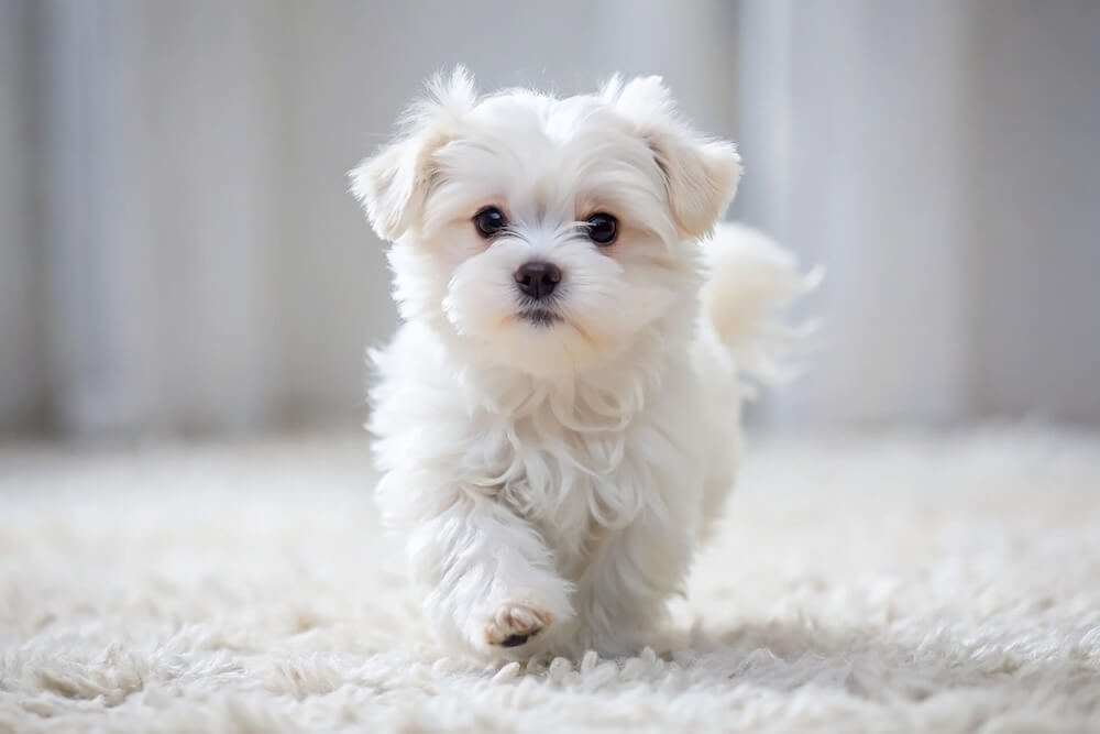 Dog Services in Bay City