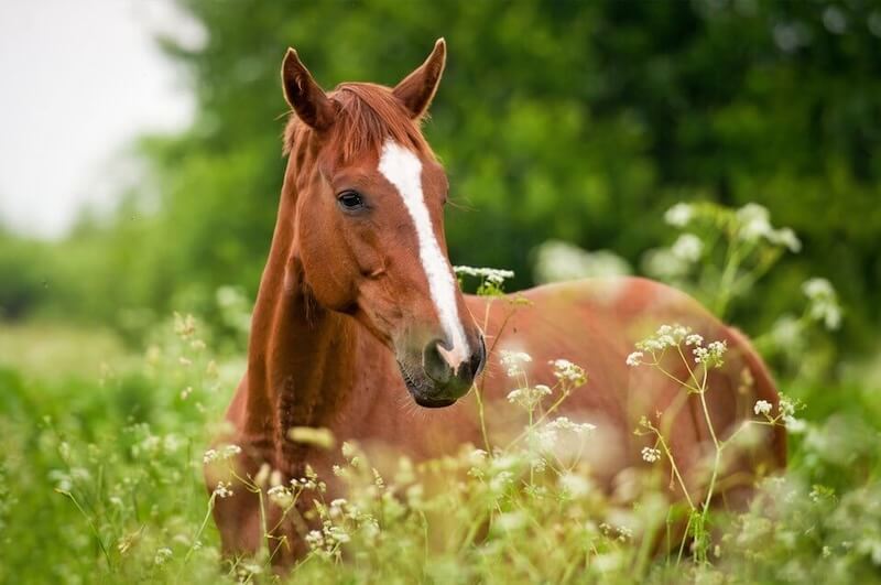 Equine Services in Bay City