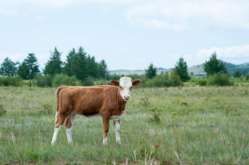 Herd Health Management