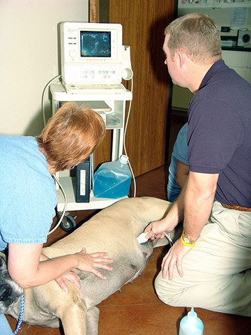 Pet Ultrasound