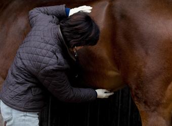 Breeding Soundness Exams on Mares “BSE”
