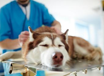 Phovia Fluorescent Light Therapy: A Breakthrough in Pet Dermatological Care