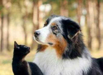 15 Ways Cats and Dogs Tell Us They're in Pain