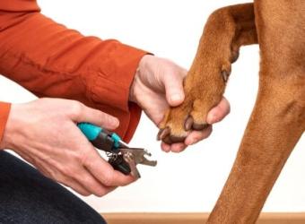 How To Trim Your Dog's Nails