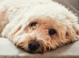 Guidelines For When You Should Call The Vet