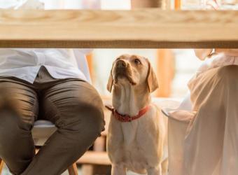 Paws & Pies: Tips for a Pet-Safe Thanksgiving Celebration