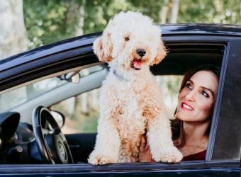 A Traveling Pet Owner’s Guide to Dog Road Trip Essentials